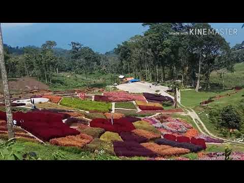 Afrinaldi Saputra Agro Wisata Puncak Tonang Kab Pasaman Afrinaldi Saputra Agro Wisata Puncak Tonang Kab Pasaman