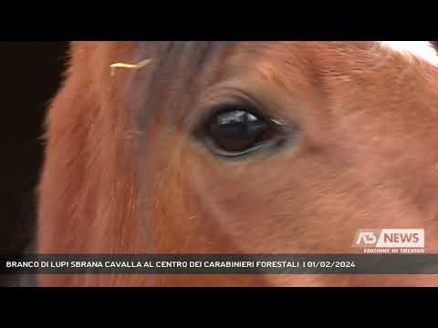 BRANCO DI LUPI SBRANA CAVALLA AL CENTRO DEI CARABINIERI FORESTALI  | 01/02/2024