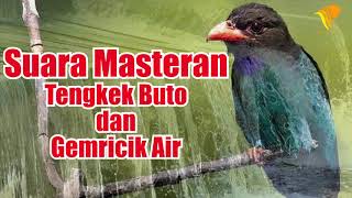 Suara Masteran Tengkek Buto dan Gemricik Air