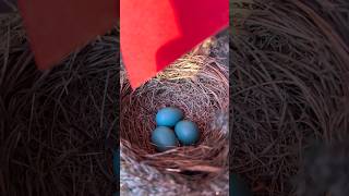 มันคือไข่นก? ไข่นกอเมริกัน รอบิน American robin’s eggs #แม่บีอีสานยูเอสbeeusa #เมียฝรั่ง