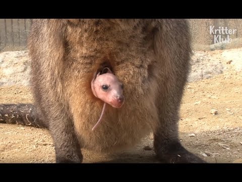 Video: Vai Wallaroo ir marsupial?