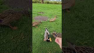 feeding #ducks #animals #cute