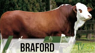 Braford cattle alternative for meat production - TvAgro by Juan Gonzalo Angel