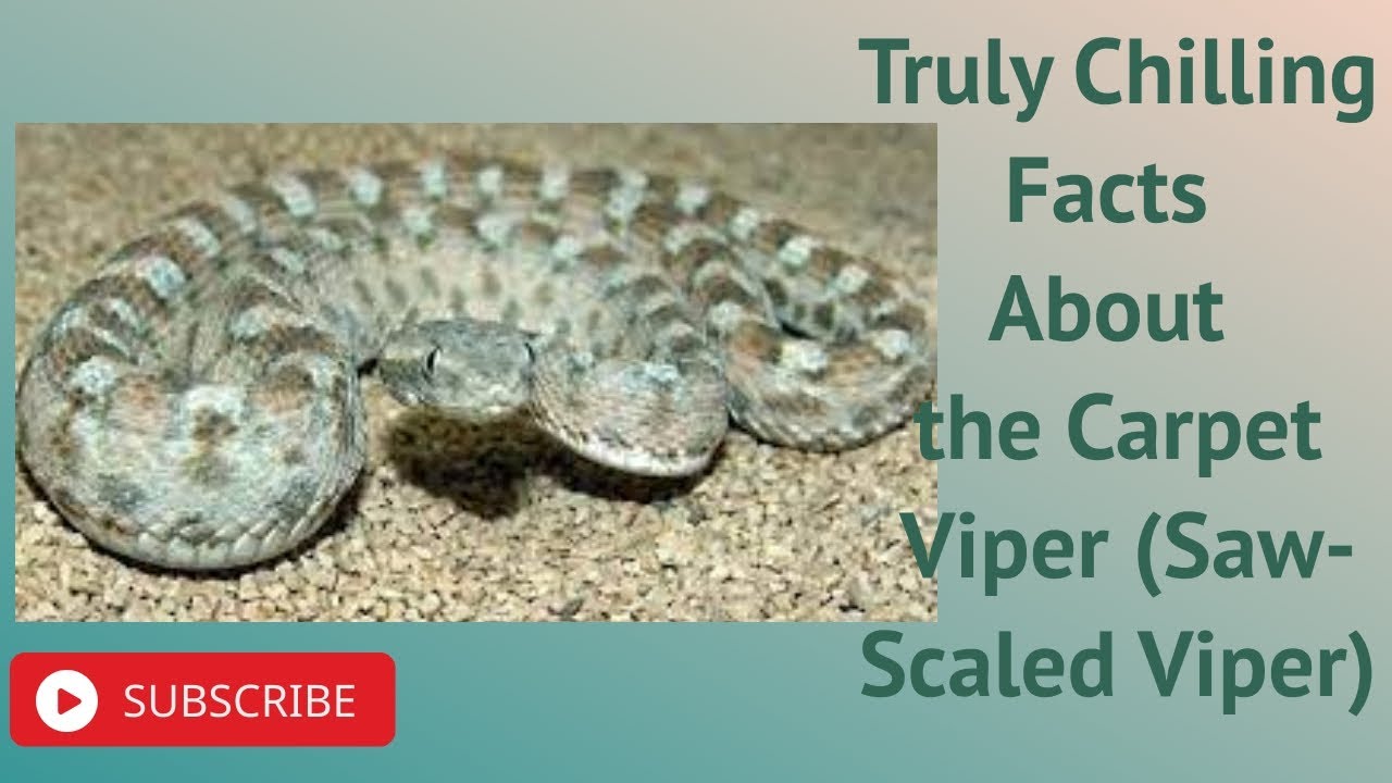 Truly Chilling Facts About The Carpet Viper Saw Scaled You