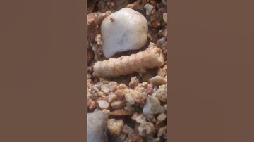I found a crinoid fossil today