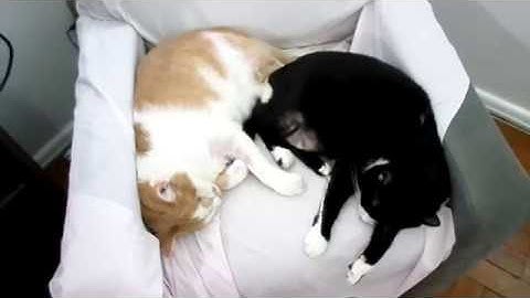 Final do Quasar QA7070