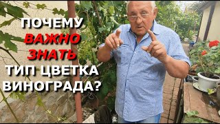 Почему важно знать, какой тип цветка у вашего винограда?