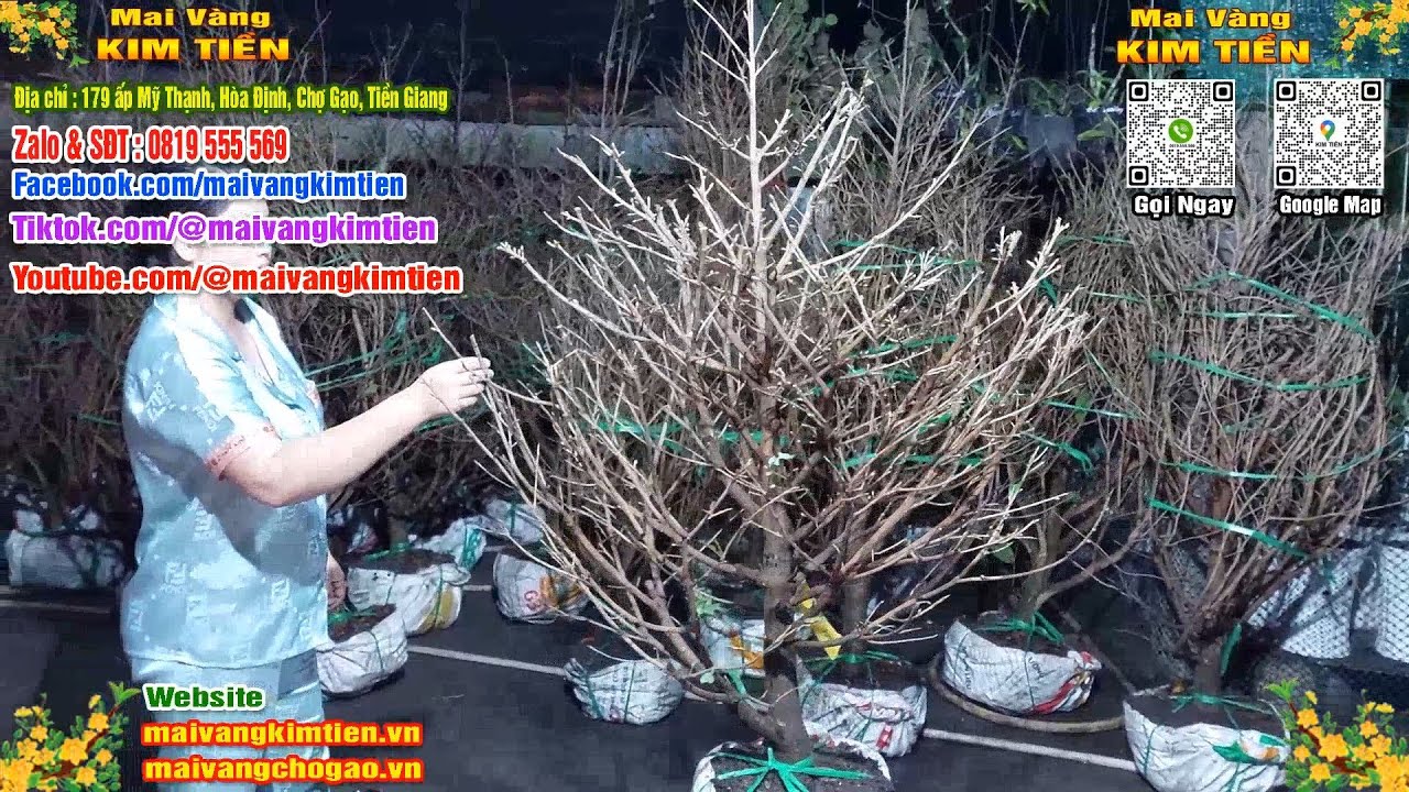 Mai Vàng Nhiều Nụ Đón Tết Bao Ship Toàn Quốc - Mai Vàng Kim Tiền Chợ Gạo