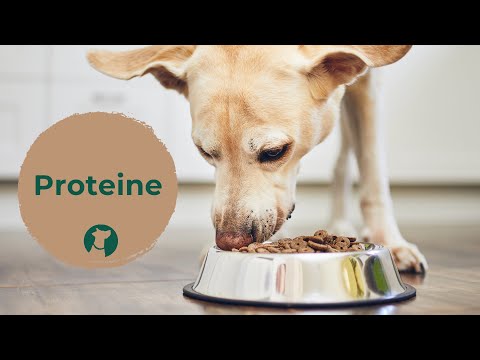 Video: Wie viel Protein braucht mein Hund wirklich?