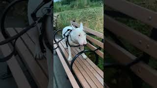 Bull Terrier Ossy Dont You Worry