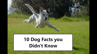 10 Mind Blowing Dog Facts You Didn't Know