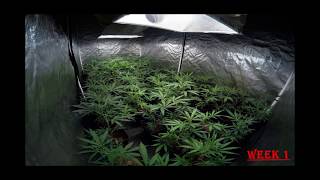 Timelapse - Critical jack (dinafem)