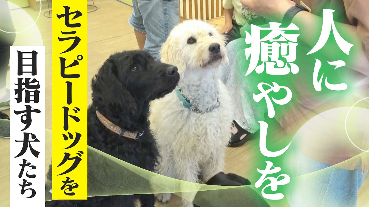 Therapy Dogs