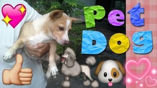 JAVA Travel Diary: Part 2 ♡ • Architecture + Pet Dog + Rickshaws + Sea Village ▼ Lea Priscilla G. ♡