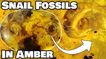 Snails and plants! Amber macro photography