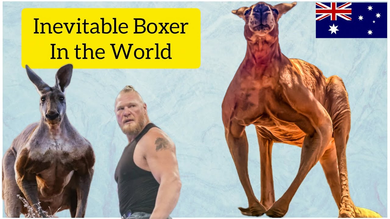 Heaviest Mammal In Australia