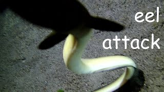 Eel Attacking Camera, Crab Fight & Worm Eating Crab