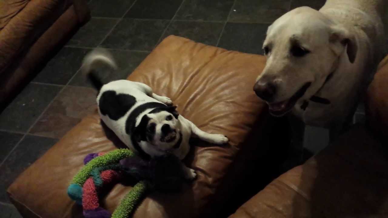 Screwball dog defends toy from Gentle Giant YouTube