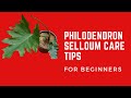 || PHILODENDRON SELLOUM CARE TIPS ||