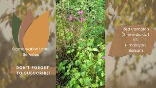 Red Campion Silene Dioica Vs Himalayan Balsam May Uk