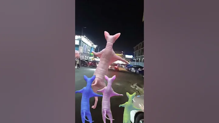 Video 10705641: beautiful sphynx cat, sphynx cat explore, sphynx cat enjoying, beautiful cat dance funny, cute cat beautiful dance, cat cute love dance