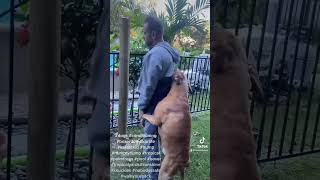 Who let the dogs out ?? #dog  #boxer #bullmastiff #mastiff #baddog #funnyvideo