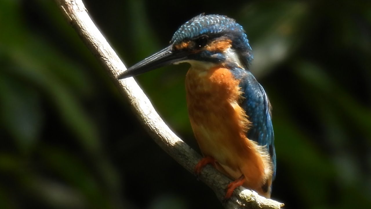 カワセミMOVIE  250813今日も・・・