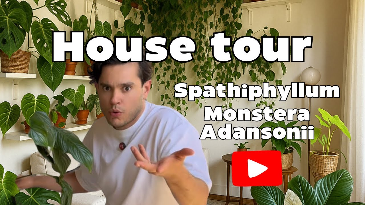💕 House Tour Plantil🌱: Mi Spathiphyllum en Flor y Monstera Adansonii Gigante | Reina Plantil 👸🏼