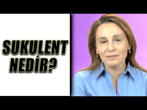 Sukulent Bakımı Nasıl Yapılır?