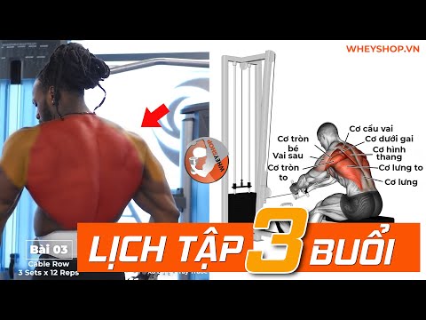 Lịch Tập Gym 3 Buổi 1 Tuần Hiệu Quả Cho Nam I WHEYSHOP.VN