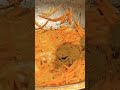 Kabsa Chicken Viralvideo Food Cooking Kabsa Chicken Viralvideo Food Cooking