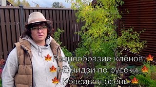 Разнообразие клёнов.🍁 Момидзи по русски.🍁 Красивая осень.🍁(, 2017-11-23T14:00:04.000Z)