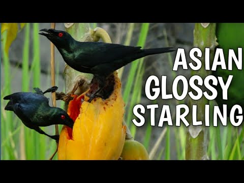 Video: Anong Mga Ibon Ang Kinabibilangan Ng Starling?