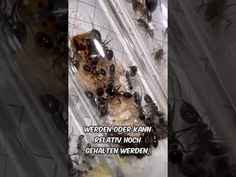 Ameisenarten mit schneller Entwicklung!