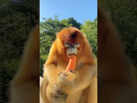 Handsome Monkey And Carrot Shorts Maricentangbiru Youtubeshortsmyship Wilova