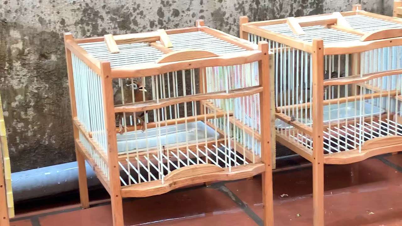Chuyên bán chim hoạ mi . LH 0908070555 / 0944114410 Hà Nội. Ship TQ . Facebook : Chim Cảnh Đất Việt.