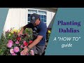 DAHLIAS. Planting TUBERS. A NEW TRUCK