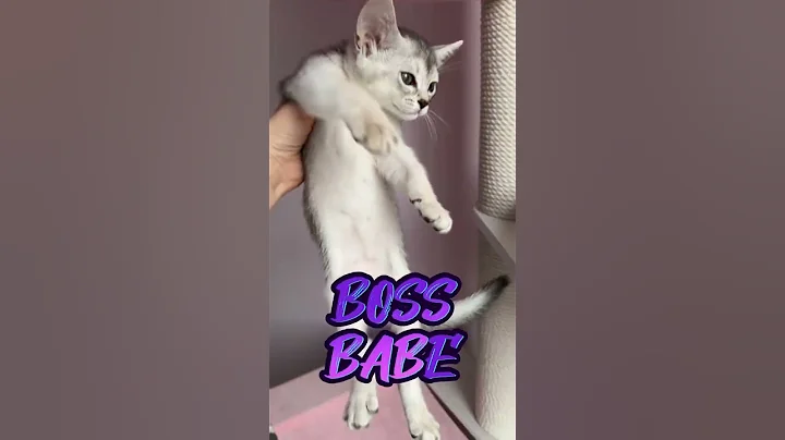 Video 5031681: abyssinian kitten catlover, abyssinian kitten cat, abyssinian cattery, silver abyssinian, catlover funnycatvideos kitten, pets