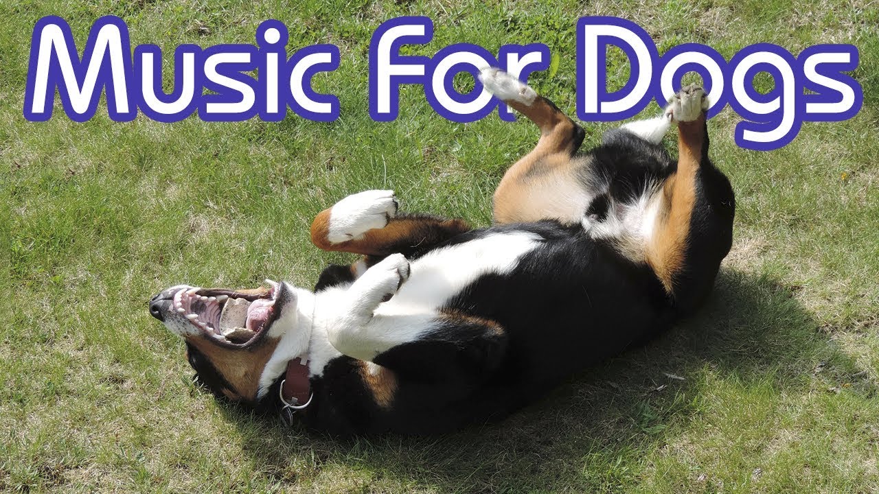 relaxing music for dogs youtube