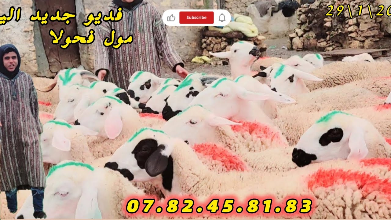 🚨الله الله فديو فيه ميتشاف ولاعة عند مول فحولا 🐑التواصل 07.82.45.81.83