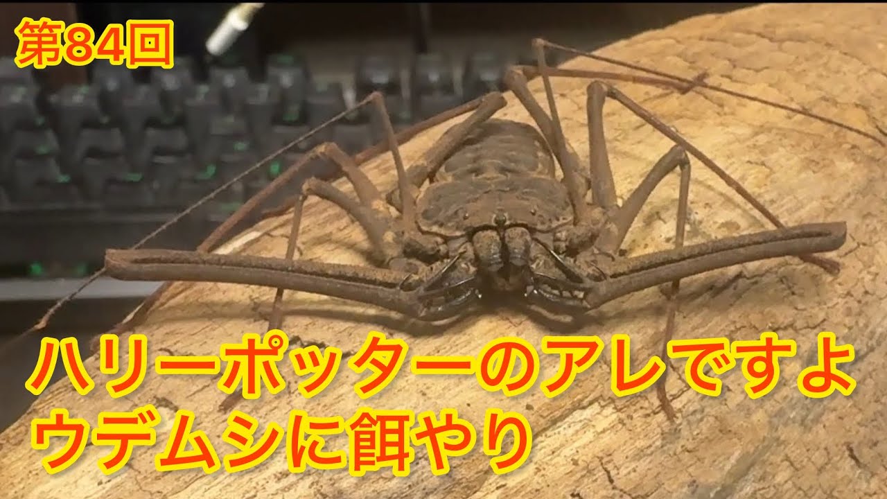 三大奇蟲の一端を担うウデムシ。我が家のウデムシを紹介しながら餌やりしていきます。No.84 #奇蟲 ＃ウデムシ #カマキリ 