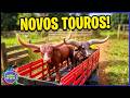 OS NOVOS TOUROS CHEGARAM, MAS O TOURO BRAVO NÃO GOSTOU NADA!