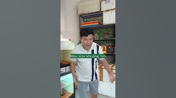 Top 2 dòng cá lóc cảnh khủng nhất TG #aquarium #aquaticpets #pets