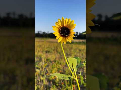 Vídeo: Atraccions d'estiu a Texas