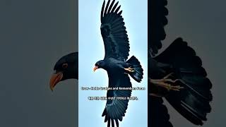 AI Generated - Amazing Animal Facts #12 Crow - Holds Grudges and Remembers Faces