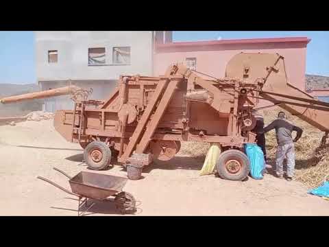 une journée battage à l'ancienne 3 juin 2026 عملية الدراس التقليدية بعد موسم الحصاد 