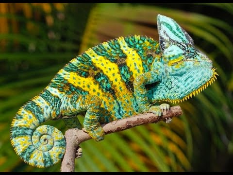 What are some tips for caring for a pet chameleon?