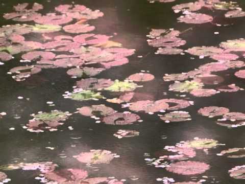 雨の赤坂  cover  TheHoloholom