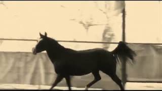 Cavallo nero con occhi blu-Black Horse with Eyes blue-in vendita.mp4