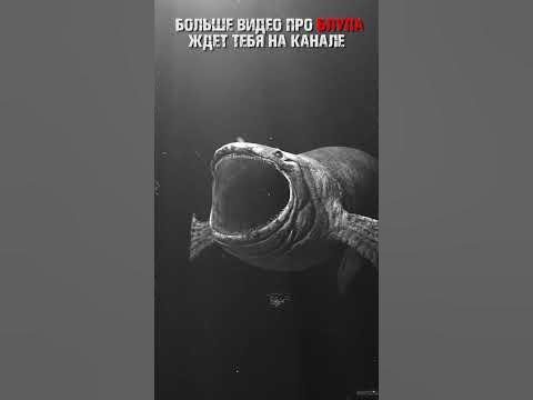 Звук Блуп/Bloop #shorts - YouTube